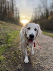 Portrait of brown cute puppy with sunset bokeh background